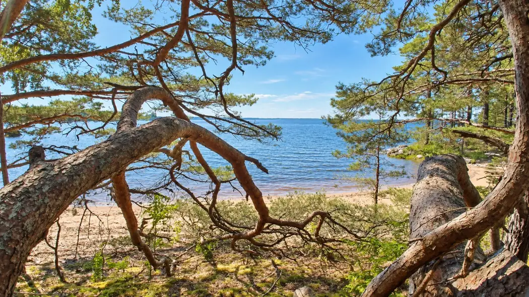 Forest-framed beach